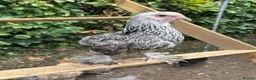 Chickens poultry for sale: Various pullets for sale  - Advert 3
