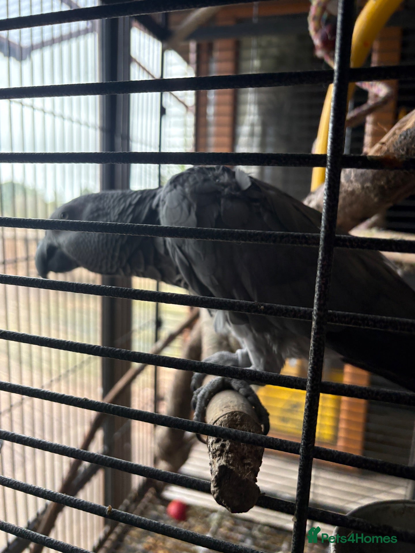 Parrots birds Male and female talking African grey  - Advert 2