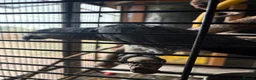 Parrots birds for sale: Male and female talking African grey  - Advert 1