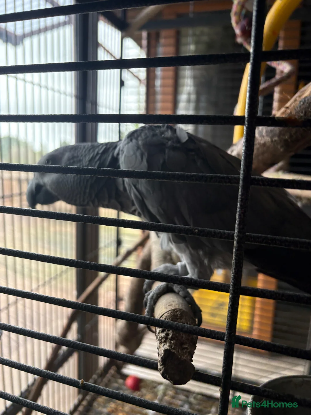 Parrots birds for sale: Male and female talking African grey  - Advert 1