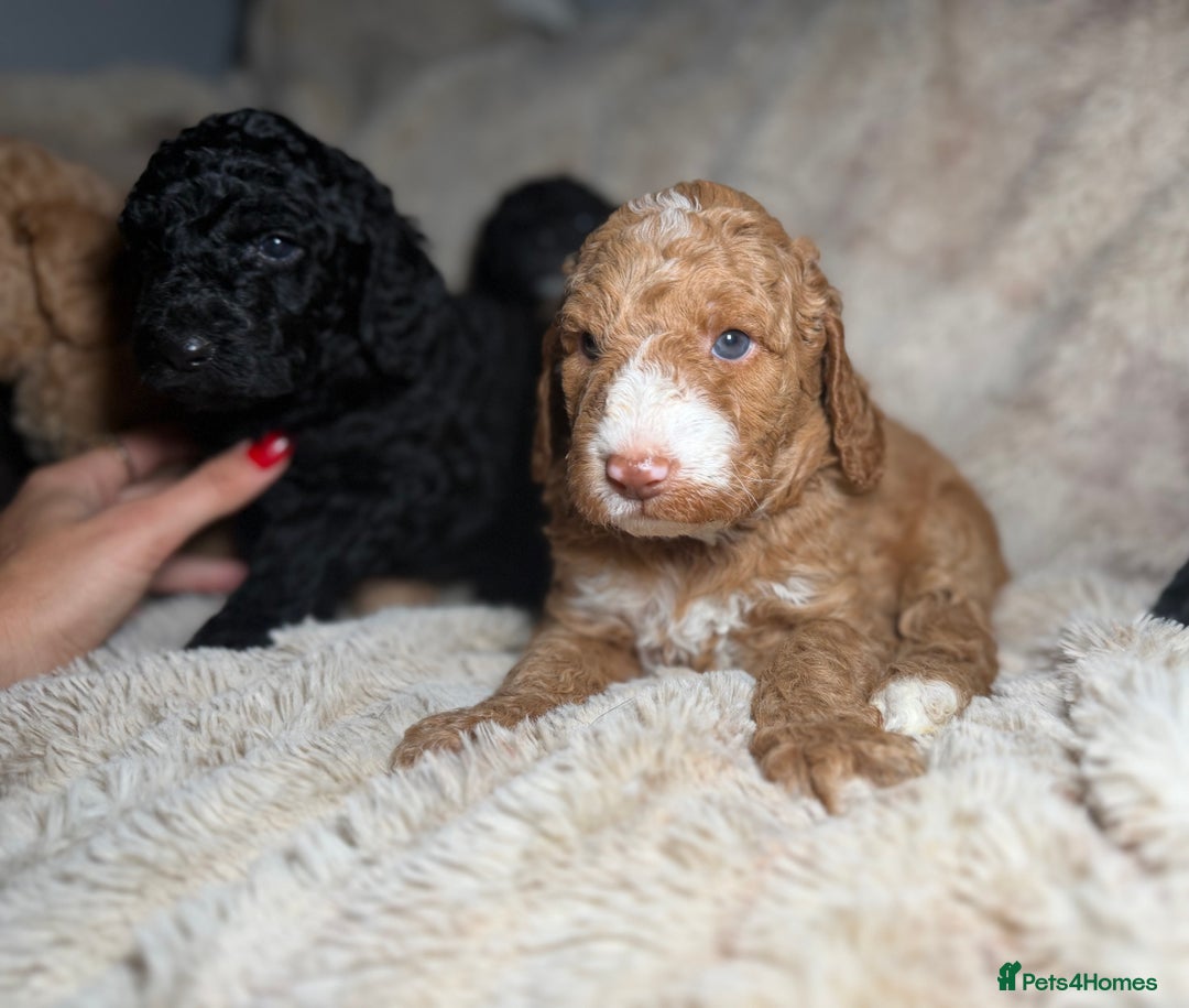Goldendoodle dogs for sale: Goldendoodles Ready Next Week - Advert 13