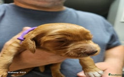 Mixed Breed dogs for sale: FULLY HEALTH TESTED FOX RED MINIATURE COCKAPOOS  - Image 17