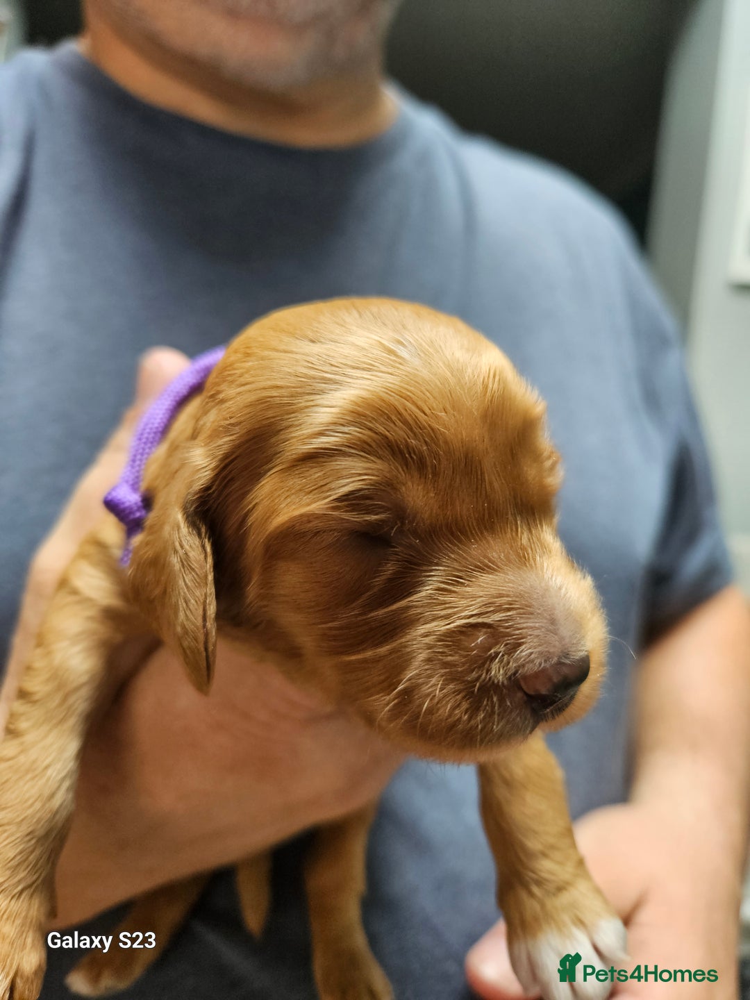 Mixed Breed dogs for sale: FULLY HEALTH TESTED FOX RED MINIATURE COCKAPOOS  - Image 17