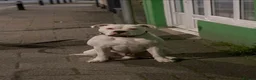 Mixed Breed dogs for stud: American bulldog x cane corso stud  in Caernarfon - Advert 15