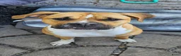 American Bulldog dogs for sale: American Bully in Doncaster - Advert 1