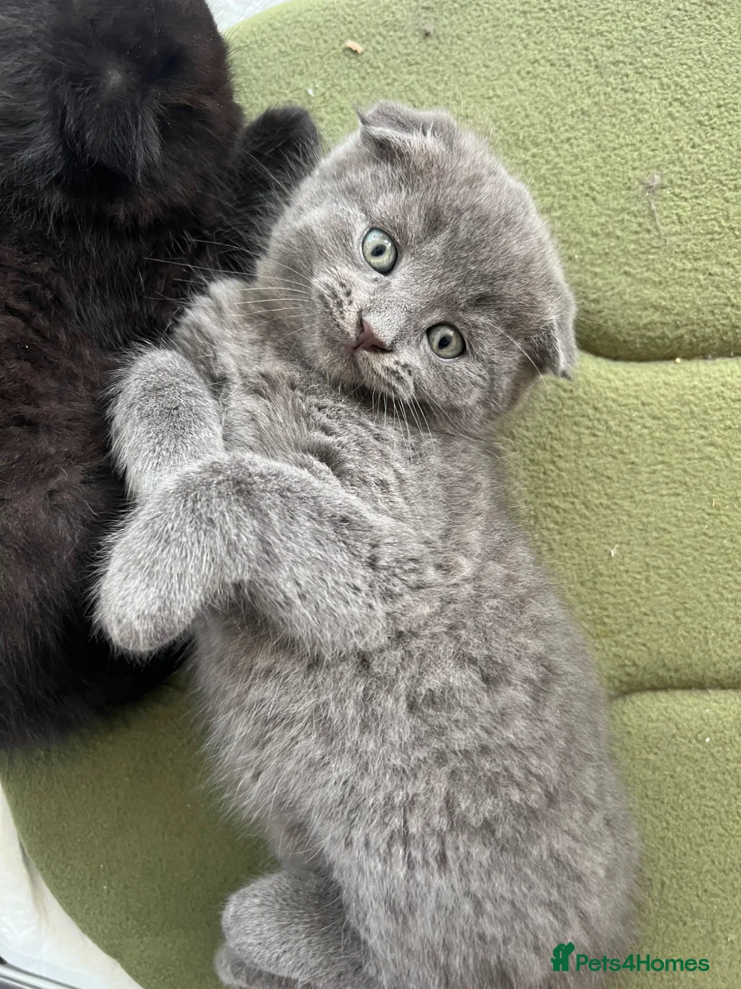 Scottish Fold cats for sale: Super Cute Kittens  in Birmingham - Advert 1