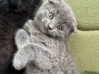 Scottish Fold cats Super Cute Kittens - Advert 16