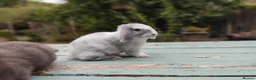 Mixed Breed rabbits for sale: Mixed breed £70 each - Advert 16