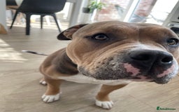 American Bully dogs for sale: Female pocket bully for rehoming - Image 4