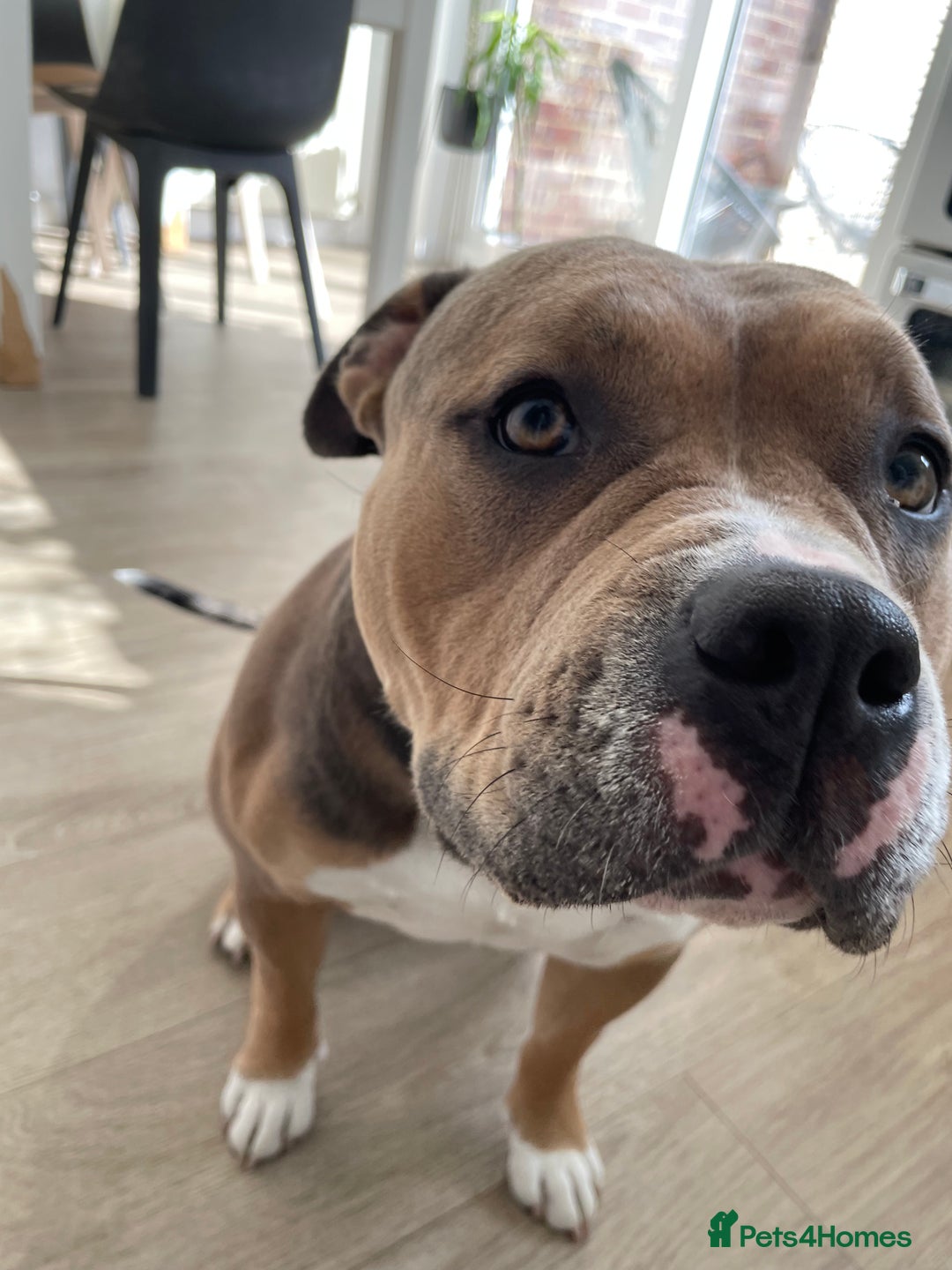 American Bully dogs for sale: Female pocket bully for rehoming - Image 4