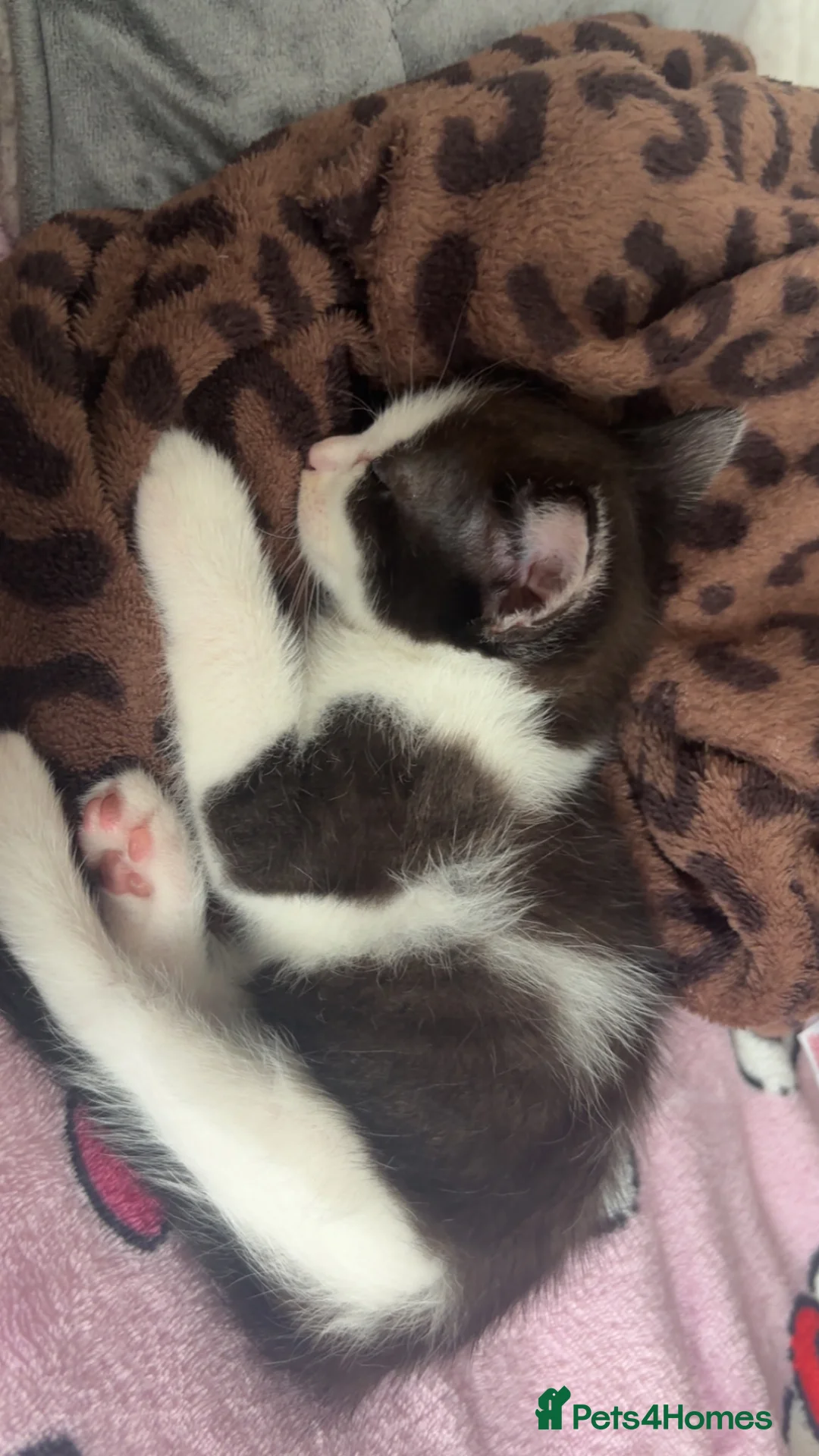 Mixed Breed cats for sale: cute kittens in Spalding - Advert 2