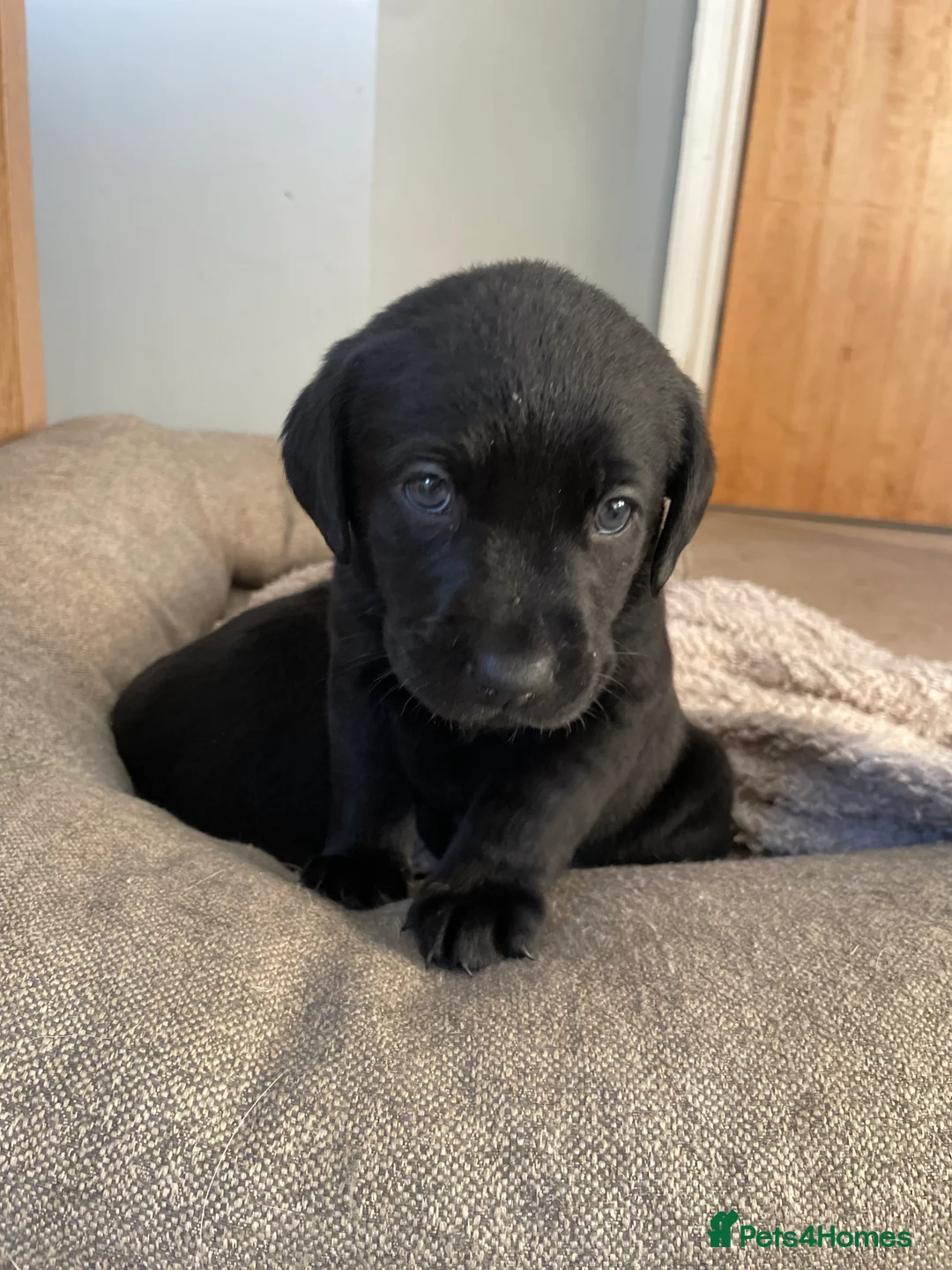 Labrador Retriever dogs for sale: Labrador puppies - Advert 7