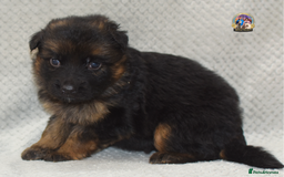 German Shepherd dogs for sale: Germand Shepherd puppies - Image 11