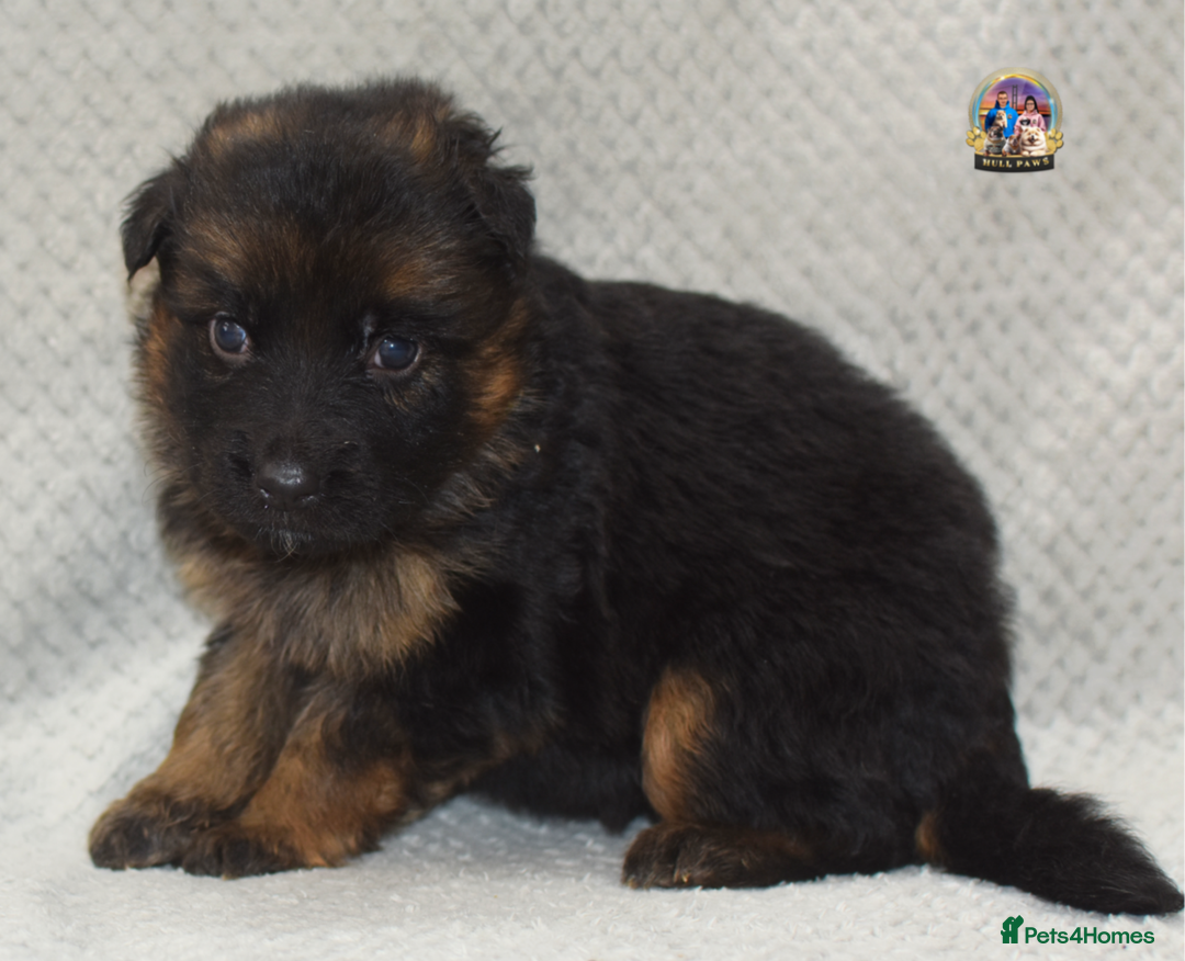 German Shepherd dogs for sale: Germand Shepherd puppies - Image 11