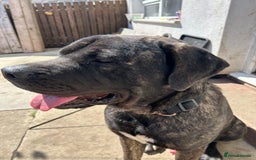 Mixed Breed dogs for sale: Shadow  - Image 9