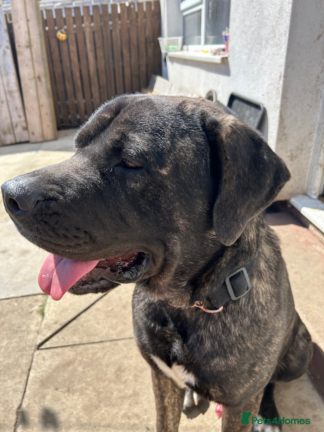 Mixed Breed dogs for sale: Shadow  - Image 9