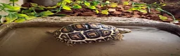 Tortoise reptiles for sale: Leopard Tortoises- babies - Advert 6