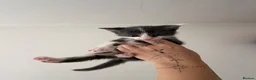 Siamese cats for sale: Mummy Sonny  - Advert 10