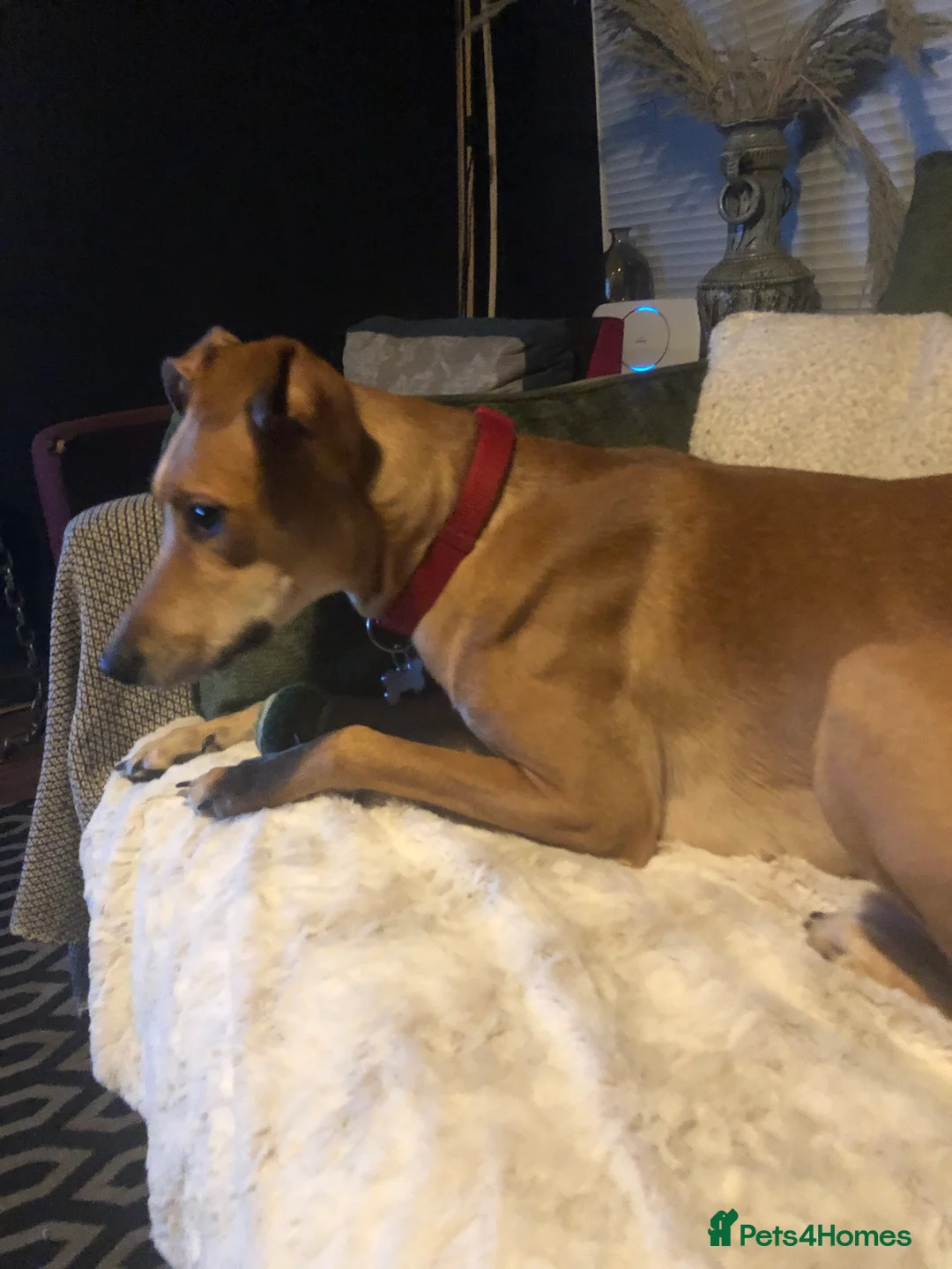 Mixed Breed dogs for sale: Hallie the Mali x whippet - Advert 3