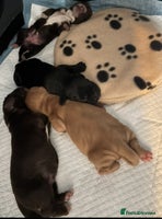 Cocker Spaniel dogs 🐶 COCKER SPANIEL PUPPIES 🐶 - Advert 12