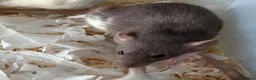 Rat rodents for sale: Baby dumbo rats for sale  - Advert 5