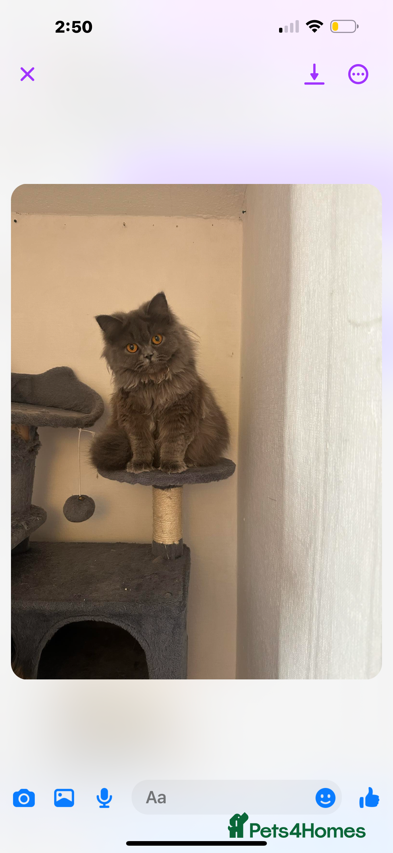 Persian cats Persian cross British long hair female  - Advert 5