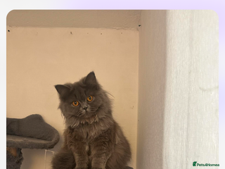 Persian cats - Advert 2