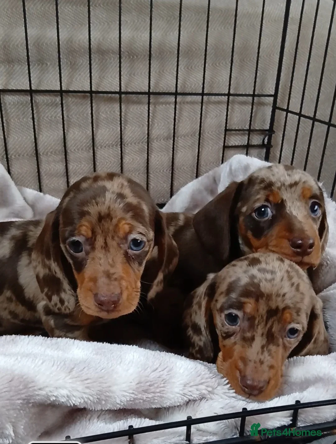 Miniature Dachshund dogs for sale: PRA, STUNNING MINIE'S READY NOW  - Advert 11