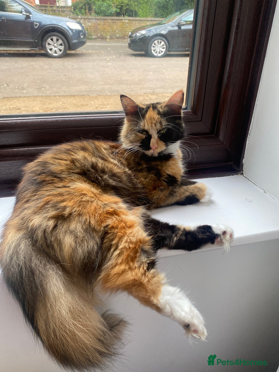 Mixed Breed cats for sale: Lovely cat - Image 2