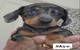 Miniature Dachshund dogs for sale: QUALITY MINIATURE DACHSHUND SMOOTH PUPS - Image 6