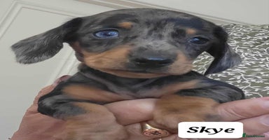Miniature Dachshund dogs - Advert 8