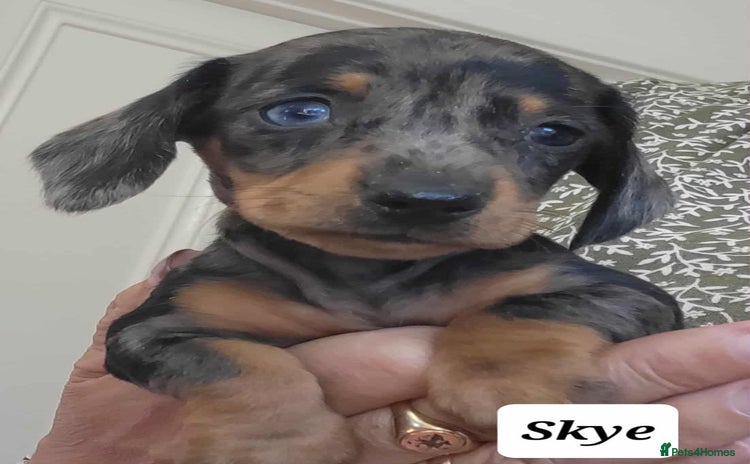 Miniature Dachshund dogs - Advert 13