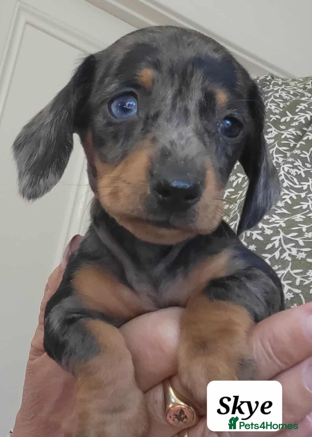Miniature Dachshund dogs for sale: QUALITY MINIATURE DACHSHUND SMOOTH PUPS - Image 6