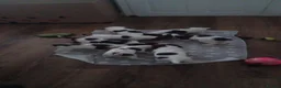 English Springer Spaniel dogs for sale: English springer spaniel puppies  - Advert 11