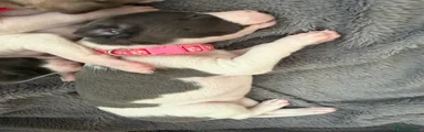 Whippet 4