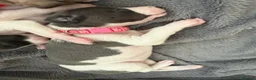 Whippet dogs for sale: litter of 8 pups 5x boys 3x bitches  - Advert 21