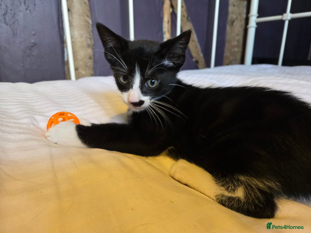 Mixed Breed cats for sale: Beautiful kitten, last in litter - Image 4