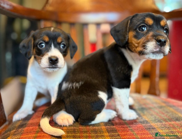 Mixed Breed dogs - Advert 8