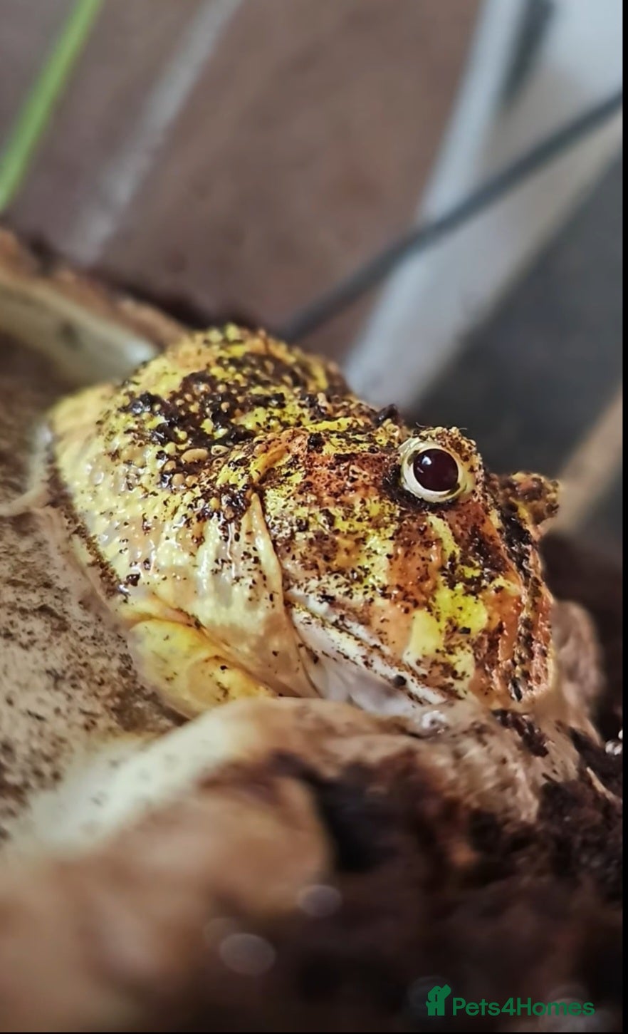 Frog reptiles Pac-man frog with tank - Advert 10