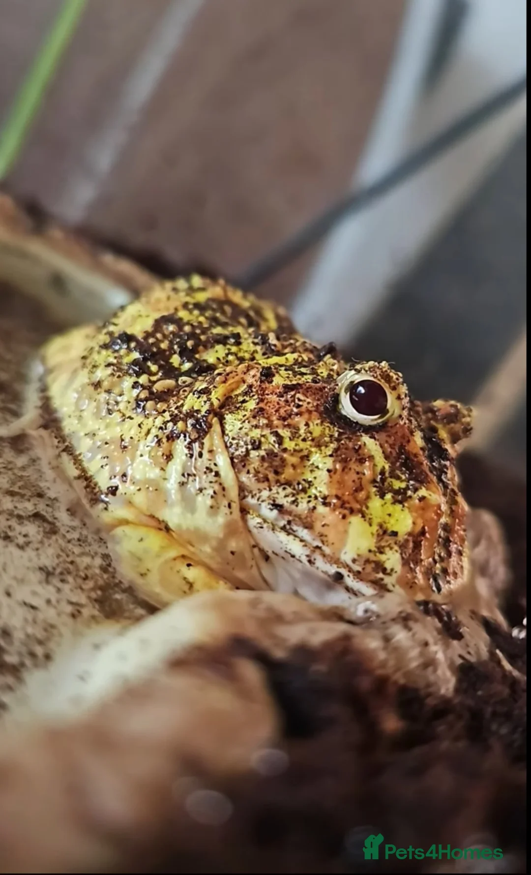 Frog reptiles for sale: Pac-man frog with tank - Advert 1