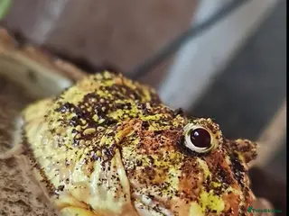 Frog reptiles Pac-man frog with tank - Advert 13