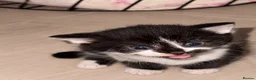 Domestic Shorthair cats for sale: 5 beautiful kittens  in Potters Bar - Advert 24