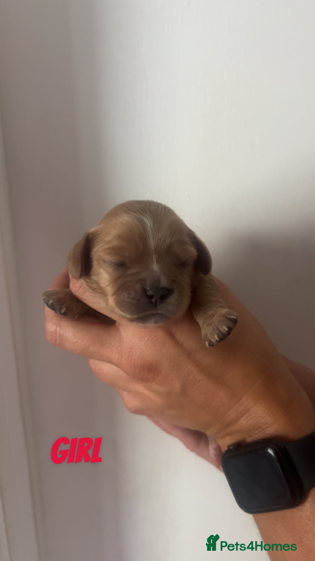 Cavalier King Charles Spaniel dogs for sale: Mixed colour Cavaliers  - Image 6