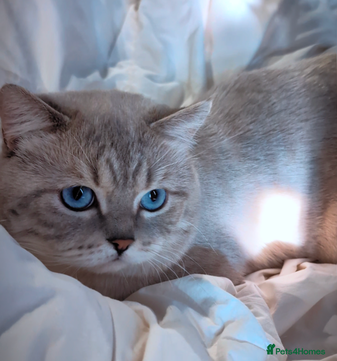 British Shorthair cats for stud: 🏆GCCF & TICA reg🪩BSH COLORPOINT🟥STUD - Advert 4