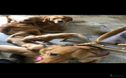 Golden Retriever dogs for sale: Beautiful Health Tested Puppies  - Image 9