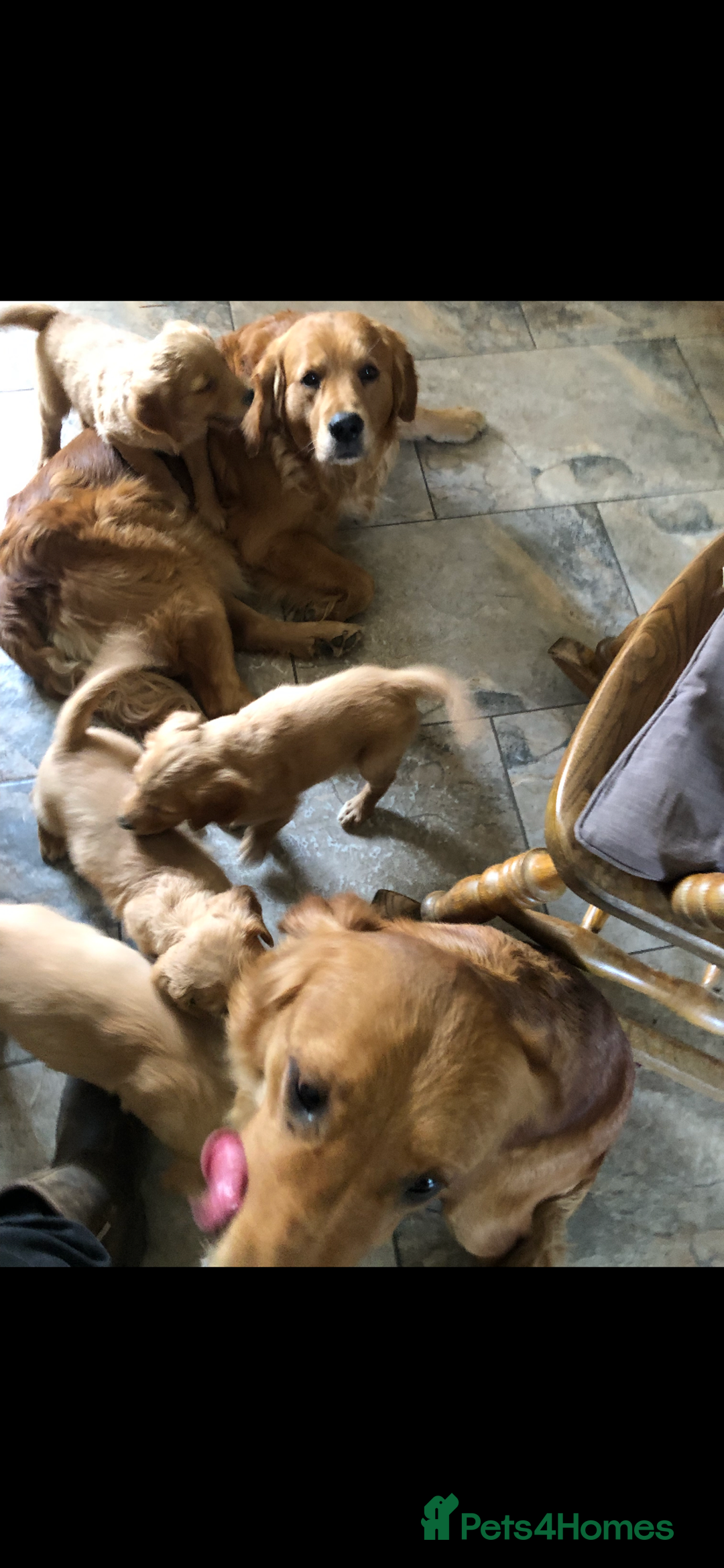 Golden Retriever dogs for sale: Beautiful Health Tested Puppies  - Image 9