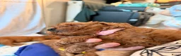 Cockapoo dogs for sale: 🐾 Beautiful Cheeky Cockapoos 🐾 - Advert 6