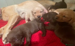 Labrador Retriever dogs for sale: Labrador retriever puppies  - Image 13