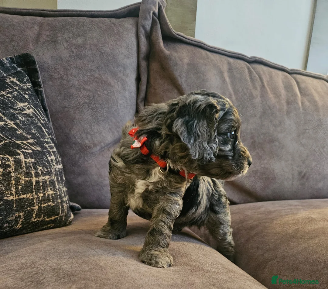 Cockapoo dogs for sale: Stunning cockapoo🖤🖤 - Advert 16