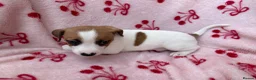 Jack Russell dogs for sale: 2 jack Russell puppies - Advert 12